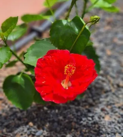 Fuerteventura Apartments Tamarindo II קורלחו