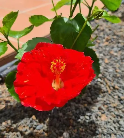Fuerteventura Apartments Tamarindo II 아파트 코라레호